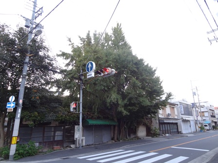 銀杏の木