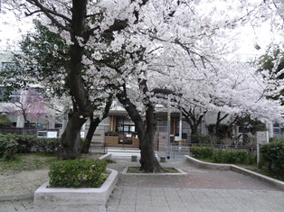 内代公園サクラ
