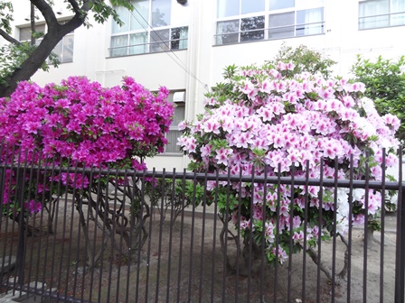 ツツジの花