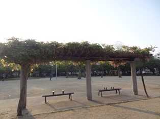 藤の花